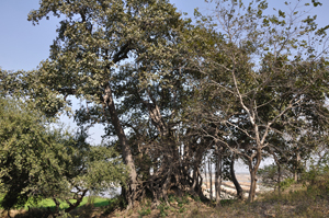 Rare & 500 years Old tree adjacent to Dhamma Kalyana