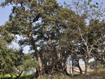 Rare & 500 years Old tree adjacent to Dhamma Kalyana